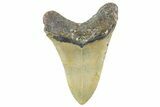 Fossil Megalodon Tooth - North Carolina #365005-1